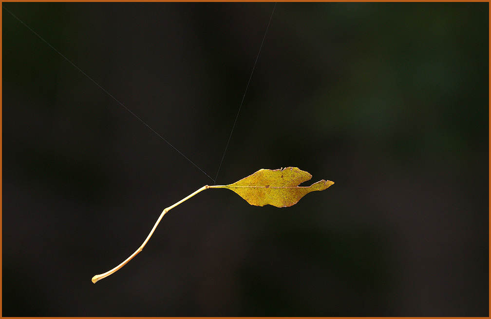 Leaf and web